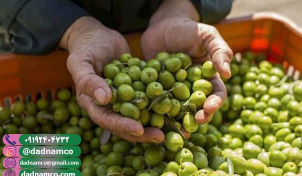 قیمت زیتون درجه یک صادراتی