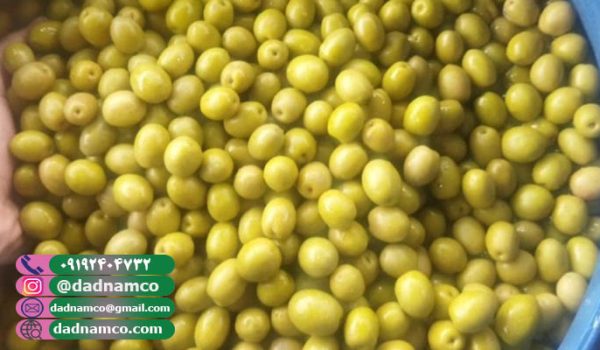 فروش عمده زیتون طارم (صادراتی) + قیمت ۱۴۰۴