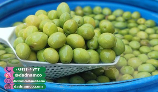 فروش زیتون شور حلبی + عمده