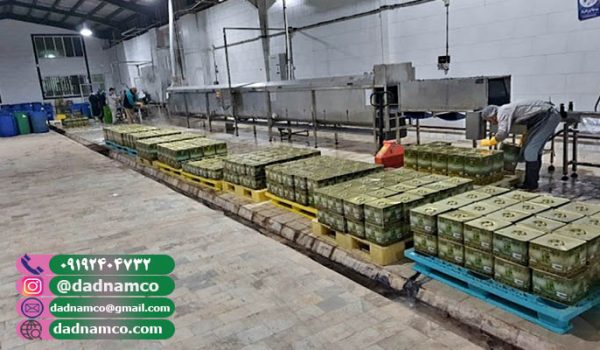 قیمت زیتون عمده + صادراتی