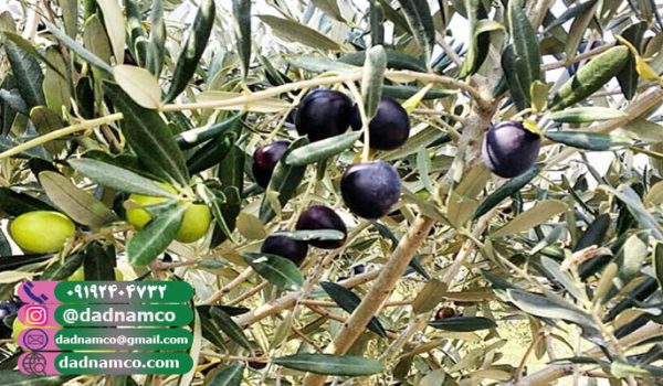 قیمت زیتون سیاه فله + زیتون سیاه اصل