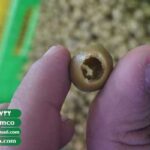 قیمت زیتون بدون هسته فله (بشکه ای)