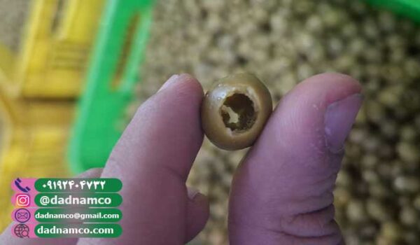 قیمت زیتون بدون هسته فله (بشکه ای)