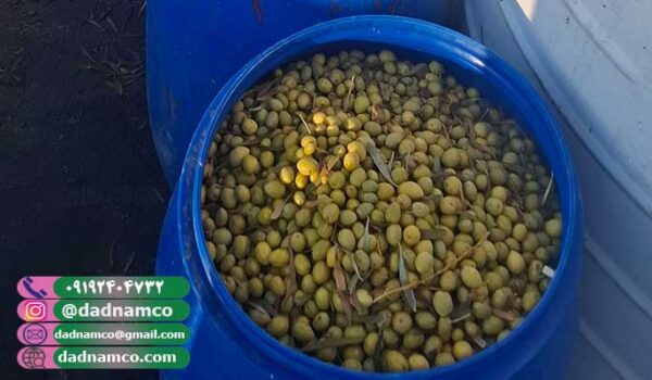 فروش زیتون فله عمده صادراتی