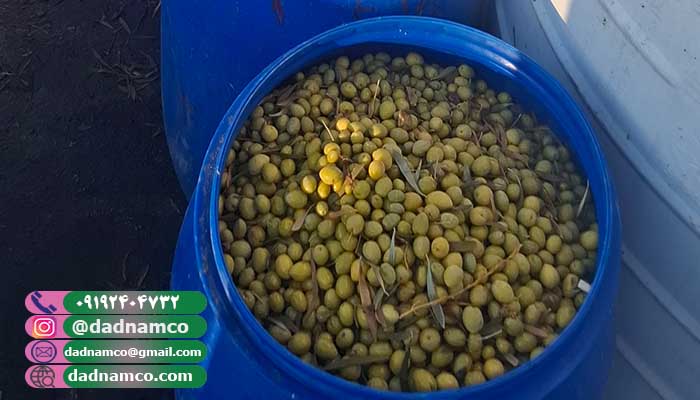 فروش زیتون فله عمده صادراتی