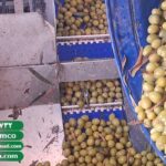 مرکز فروش زیتون در تهران به صورت عمده