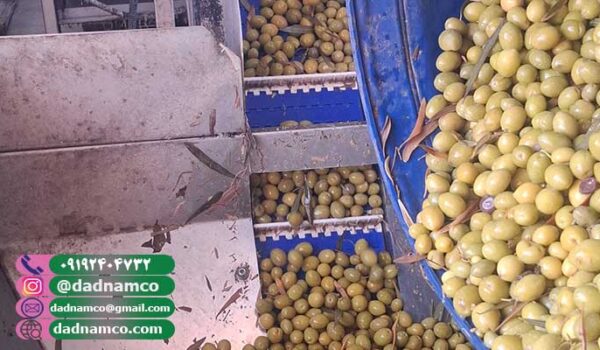 مرکز فروش زیتون در تهران به صورت عمده