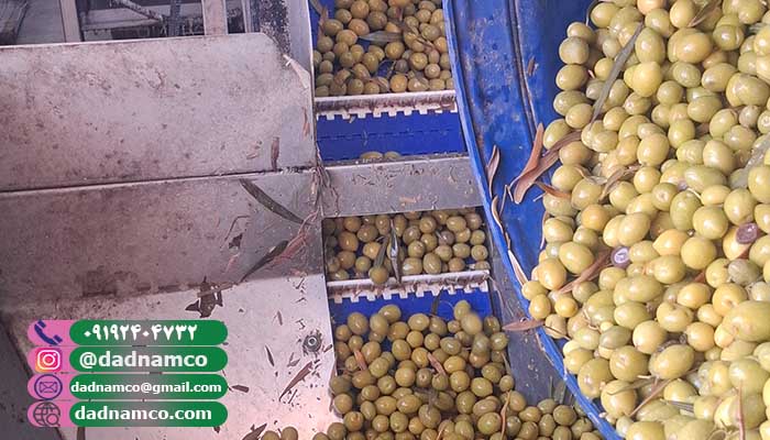 مرکز فروش زیتون در تهران به صورت عمده