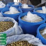 صادرات زیتون به عمان + قیمت زیتون شور