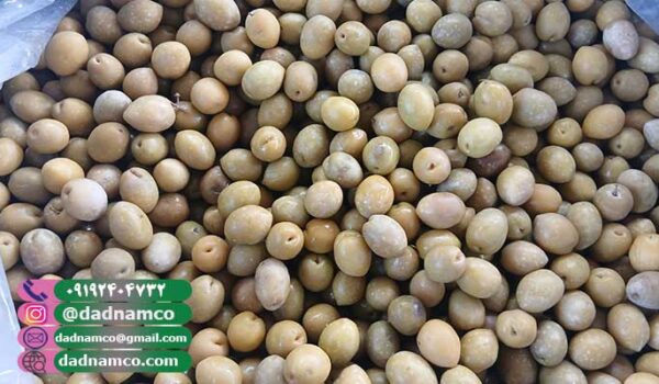 خرید و قیمت زیتون طارم از کارخانه