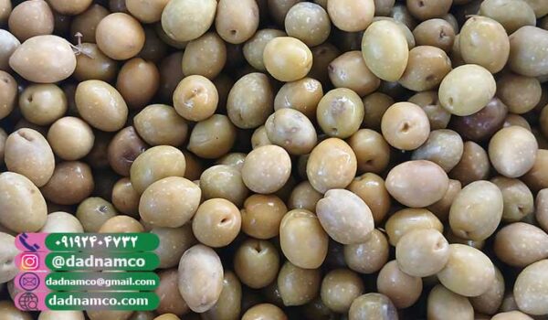 قیمت زیتون طارم عمده (tarom)